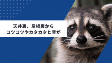 天井裏、屋根裏からコツコツやカタカタと音がする!どんな動物が棲み着いたのか解説