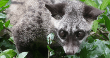 ハクビシンは害獣扱いされてかわいそう？無害な生物？